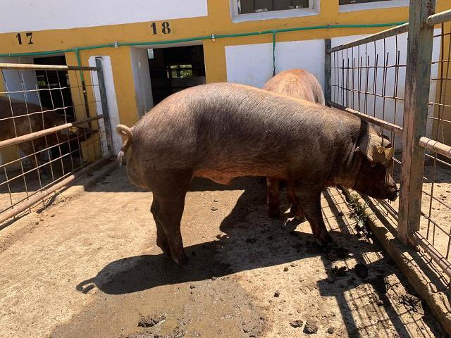 🟢 El CENSYRA celebrará en junio una subasta de 23 machos de ganado porcino de la raza Duroc

👉 Se enajenarán 23 machos de un año

👉 El evento tendrá lugar el próximo 11 de junio, a las 10:00 horas

🔗 juntaex.es/w/censyra-cele…