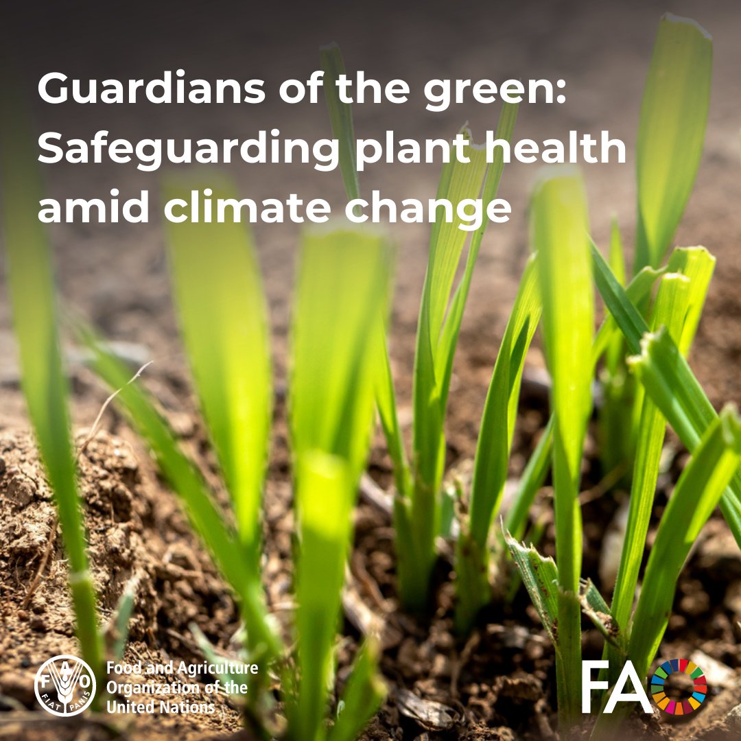With up to 40% of food crops lost annually to pests & diseases, protecting plant health is crucial. 🌱 Discover how climate change accelerates these threats & what we can do to combat them. Let's protect the plants that sustain us 👉 bit.ly/4aj4Tv3 #PlantHealthDay