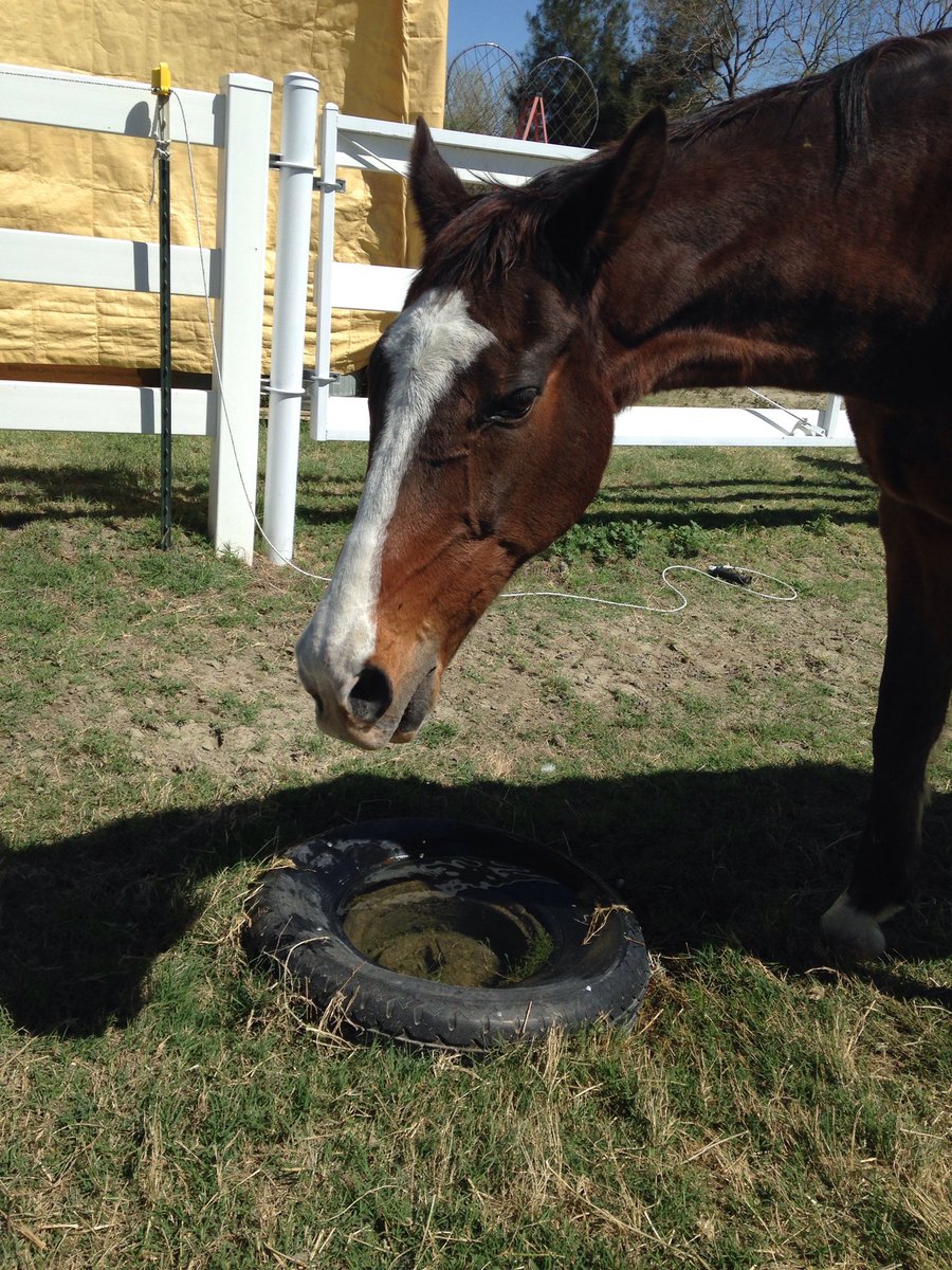 @GloriousAllianc  This weeks pics for #SmoothieSunday are from @nikisuv's #DailyCornucopia❤️ Smoothie is doing a work feeling proud & happy!🥰 He looks tired after a roll, is enjoying eating out of his new gruel bowl and, Glory approved, drinking canal water out of a tire!🤣🤣🤣