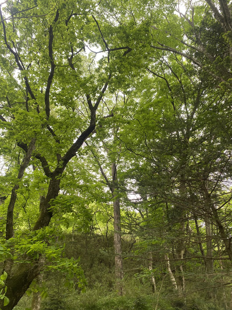 西本茉生/Maiki Nishimoto/GENIC tweet media