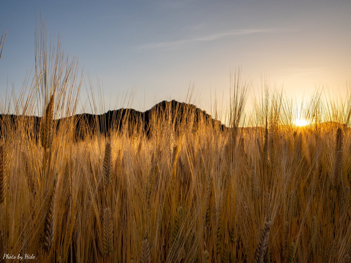 金色に輝く麦畑✨

#Photography