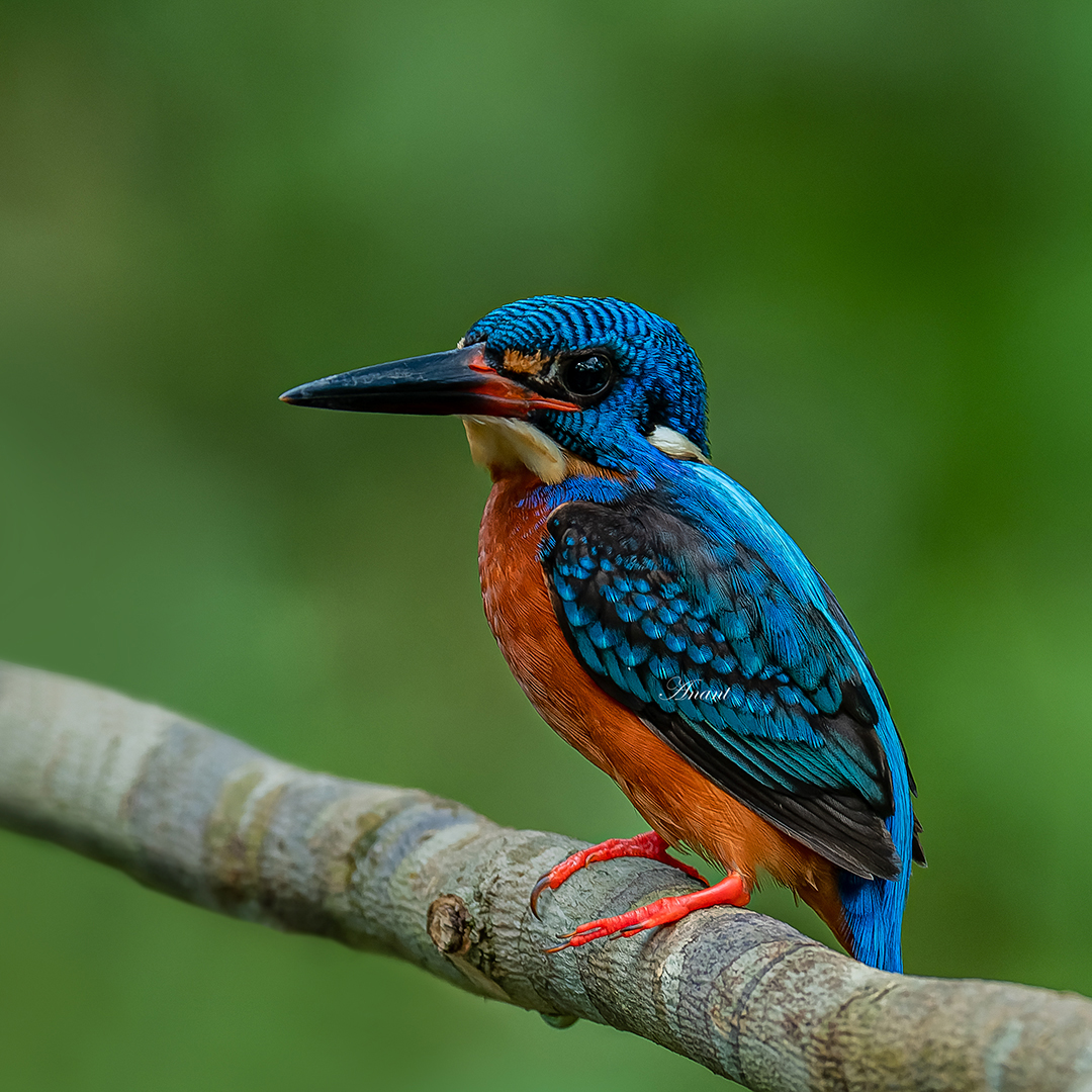 An adult Male  Blue Eared Kingfisher at Port Blair

#beautifulbirds #world_bestnature #Birdwatching #bird #BirdPhotography #photographylovers #birding #photoMode  #TwitterNatureCommunity #BBCWildlifePOTD #ThePhotoHour #IndiAves #IndiWild @natgeoindia @NatGeoPhotos