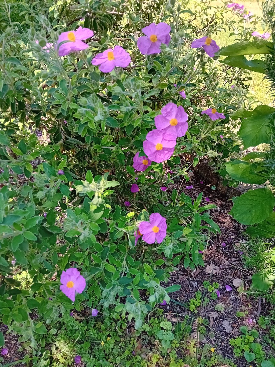 Ogni fiore è un' anima che sboccia nella Natura. Cit.
Buona domenica a tutti! 🌺💚⚘️