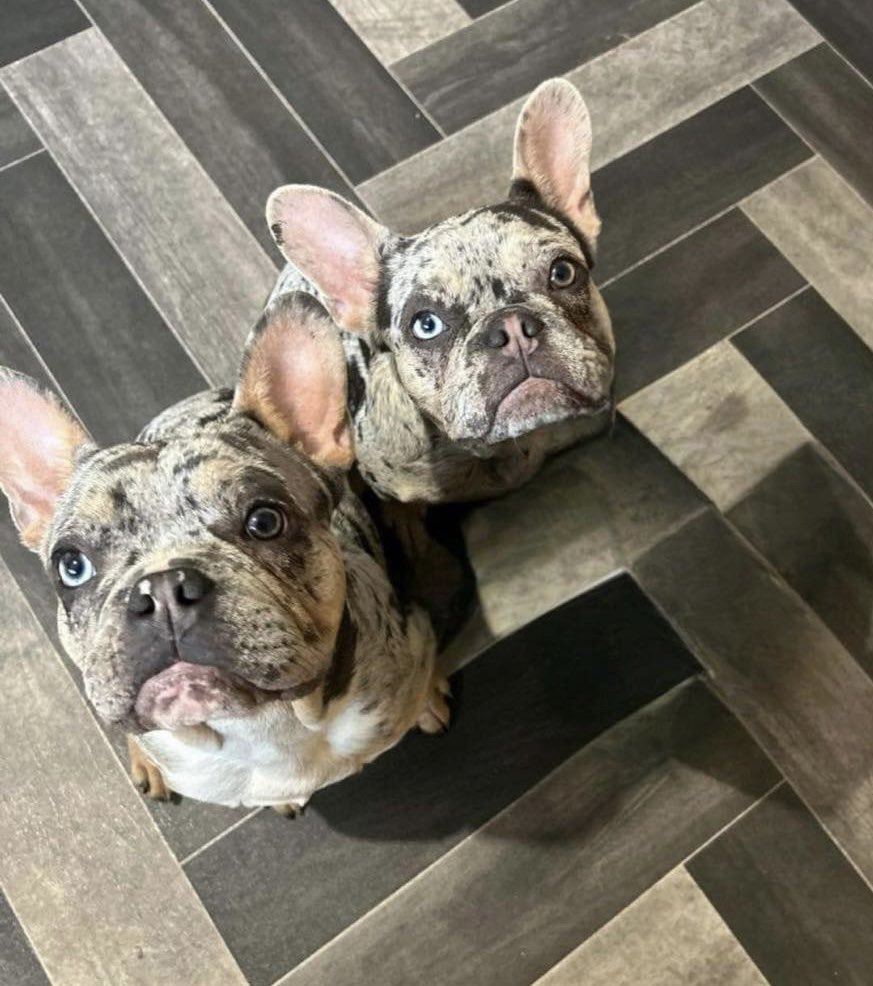 #MISSING: Have you seen Layah and Zino? 1-year-old female and male #FrenchBulldogs missing since 6:30am this morning in the #WardEnd #Birmingham #B8 area. The sister and brother are microchipped - no collars. If there are ANY sightings of them, let #SU know. Please REPOST.