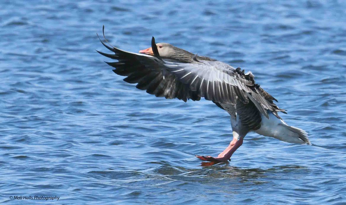 Greylag Goose. Touchdown. #BirdTwitter #Nature #Photography #wildlife #birds #TwitterNatureCommunity #birding #NaturePhotography #birdphotography #WildlifePhotography #Nikon