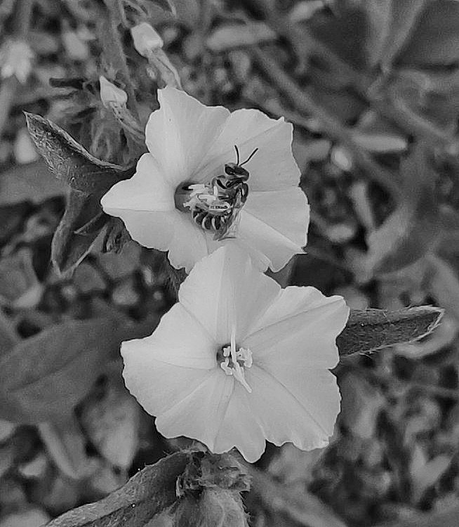 Rolling in Nectar!! #bnw_macro #mobilephotography