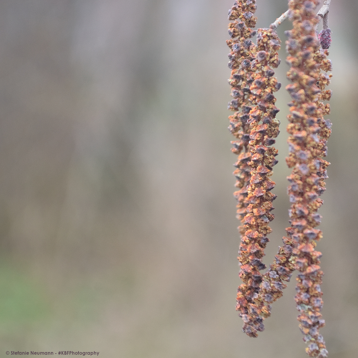 'Negative Space' #FotoVorschlag

---
#KBFPhotography #DSLR #Nikon #Photography
#KBFWotY #Spring #March #UrbanNature