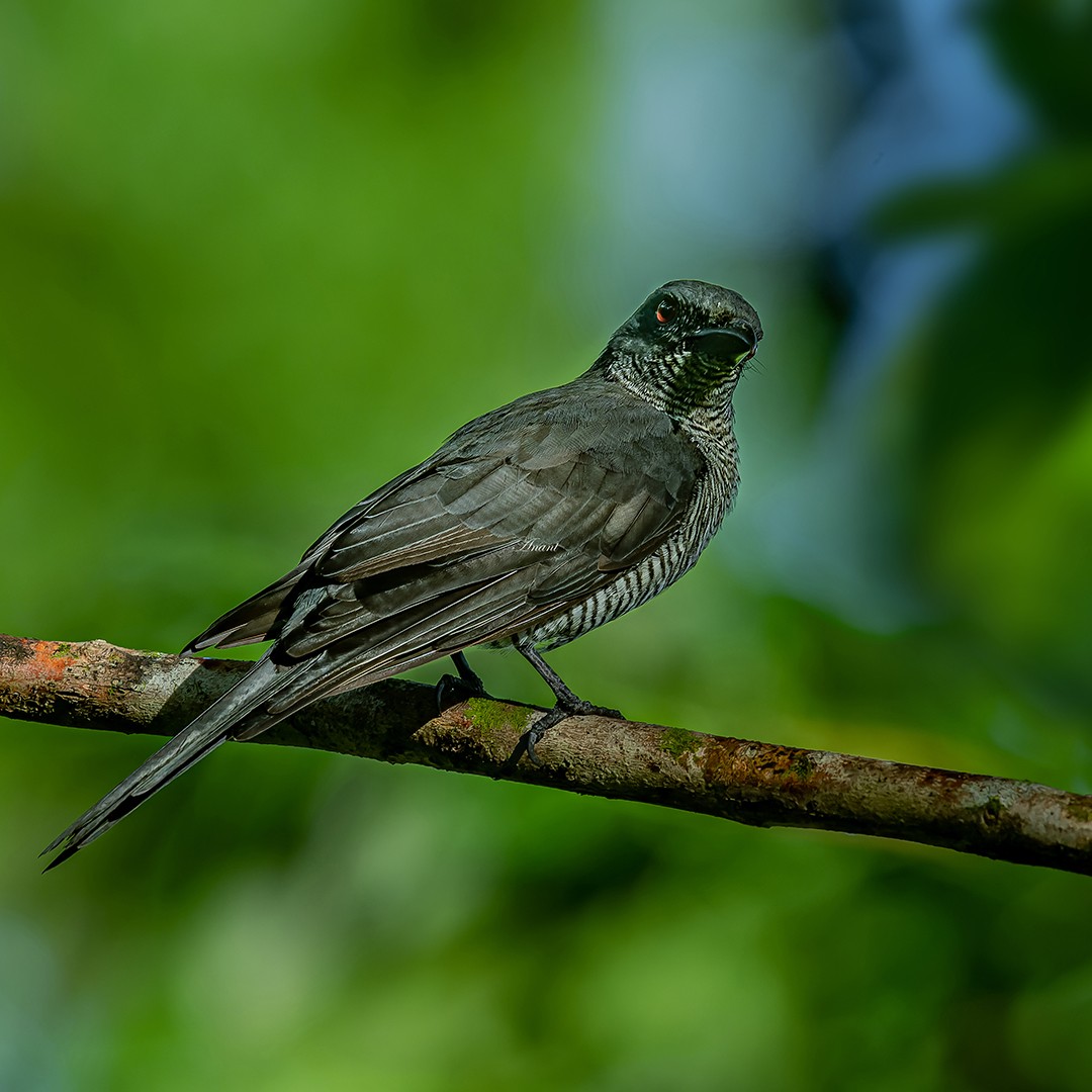 'A Species Endemic to Andamans' A Female Andaman Cuckooshrike at Port Blair #beautifulbirds #world_bestnature #Birdwatching #bird #BirdPhotography #photographylovers #photoMode #TwitterNatureCommunity #BBCWildlifePOTD #ThePhotoHour #IndiAves #IndiWild @natgeoindia @NatGeoPhotos