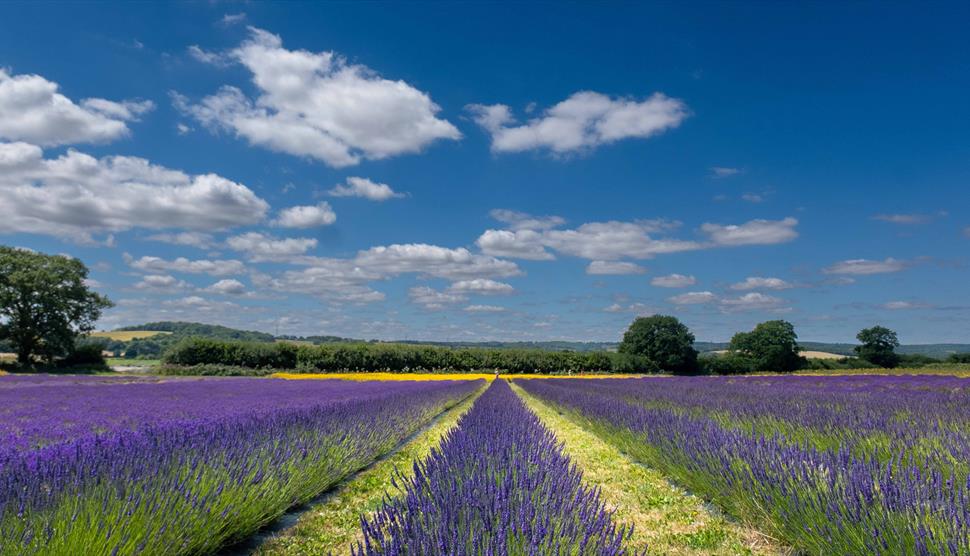 welcome to #hampshire in my #newprofilebanner where we see #lavenders in the field. (13-17 May 2024) #rollonsummer #summeroflove #LifeisBeautiful #summerparadise #summerloving #signsofsummer #stepintosummer🥰🌺🌹🌷🌼🌸💐💮🏵️🧥🌅🌄🌊⛵️⛴️🏖️🧴