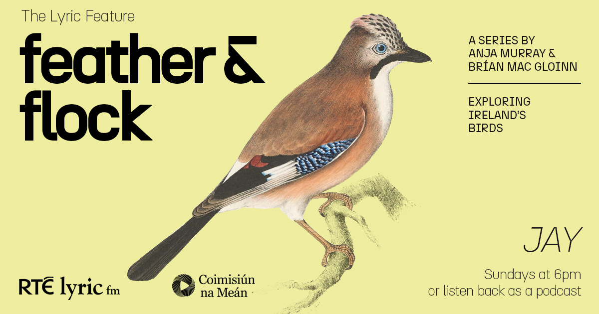 Coming up #TheLyricFeature @MiseAnja & @brianmacgloinn meet ornithologist @ronayne88 in an autumn woodland & Professor Comparative Cognition @Cambridge_Uni, Nickola Clayton explains how Jays' are among the smartest birds Feather and Flock | 6pm today rte.ie/radio/lyricfm/…