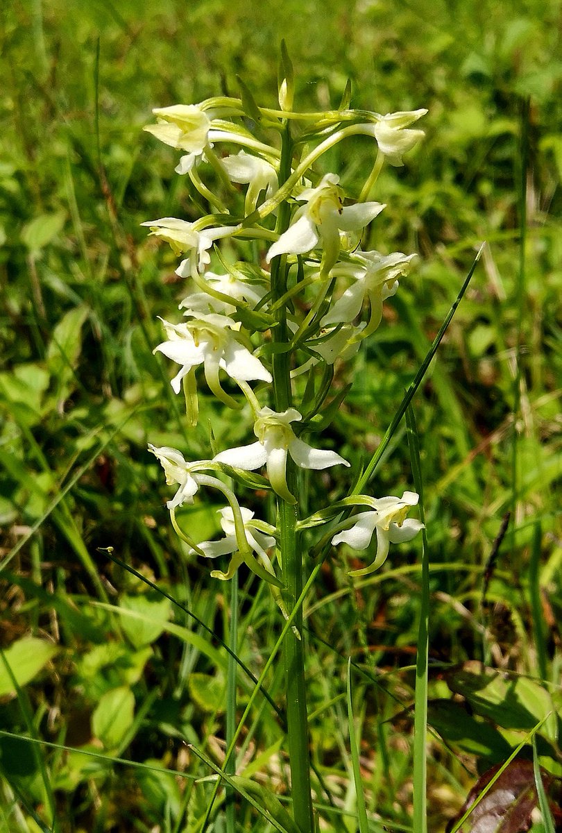 Greater Butterfly Orchid basking in the Surrey sun 🙂 @ukorchids.