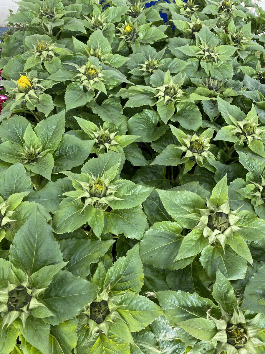 CCCPA2's tweet image. 💐CCC PA Plant Sale 2024

💐Sunday 12th May @ 10am

💐Fresh delivery of hanging baskets &amp;amp; potted plants

🍔BBQ starts @ 11am with burgers &amp;amp; sausages from @EthersonsB