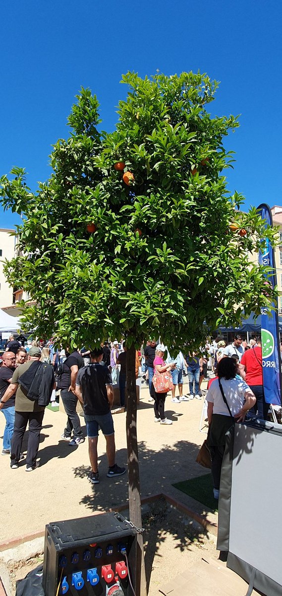 Orange tree taken today in Corsica 
#TreeClub