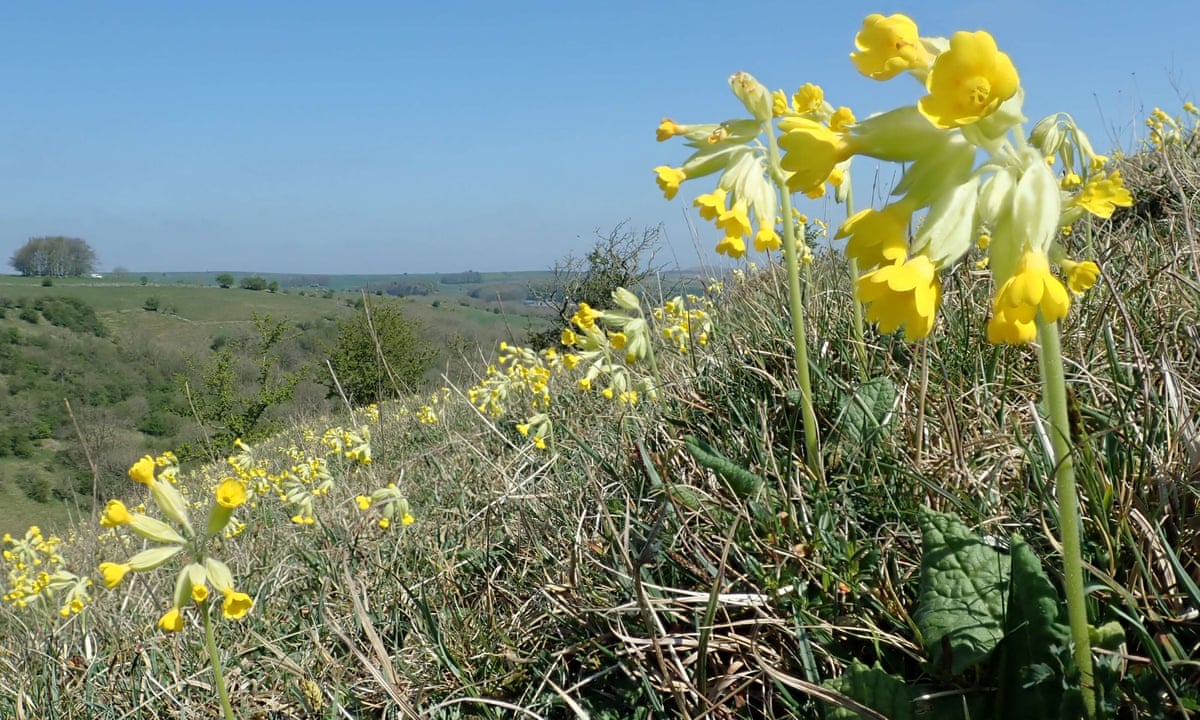 The cowslip has many folk names. These include 'key of heaven', 'paigles', 'bunch of keys' and 'herb Peter'. The name cowslip actually means 'cow-slop' (i.e cowpat)   because of its choice of meadow habitat. 

#FolkloreSunday