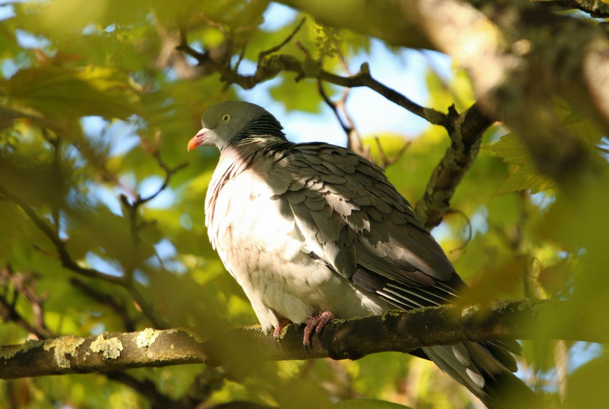 Wood Pigeon, Massy's Wood

#BirdsSeenIn2024 #wildlifephotography #NaturePhotography @CarlBovisNature @paulhayes55
