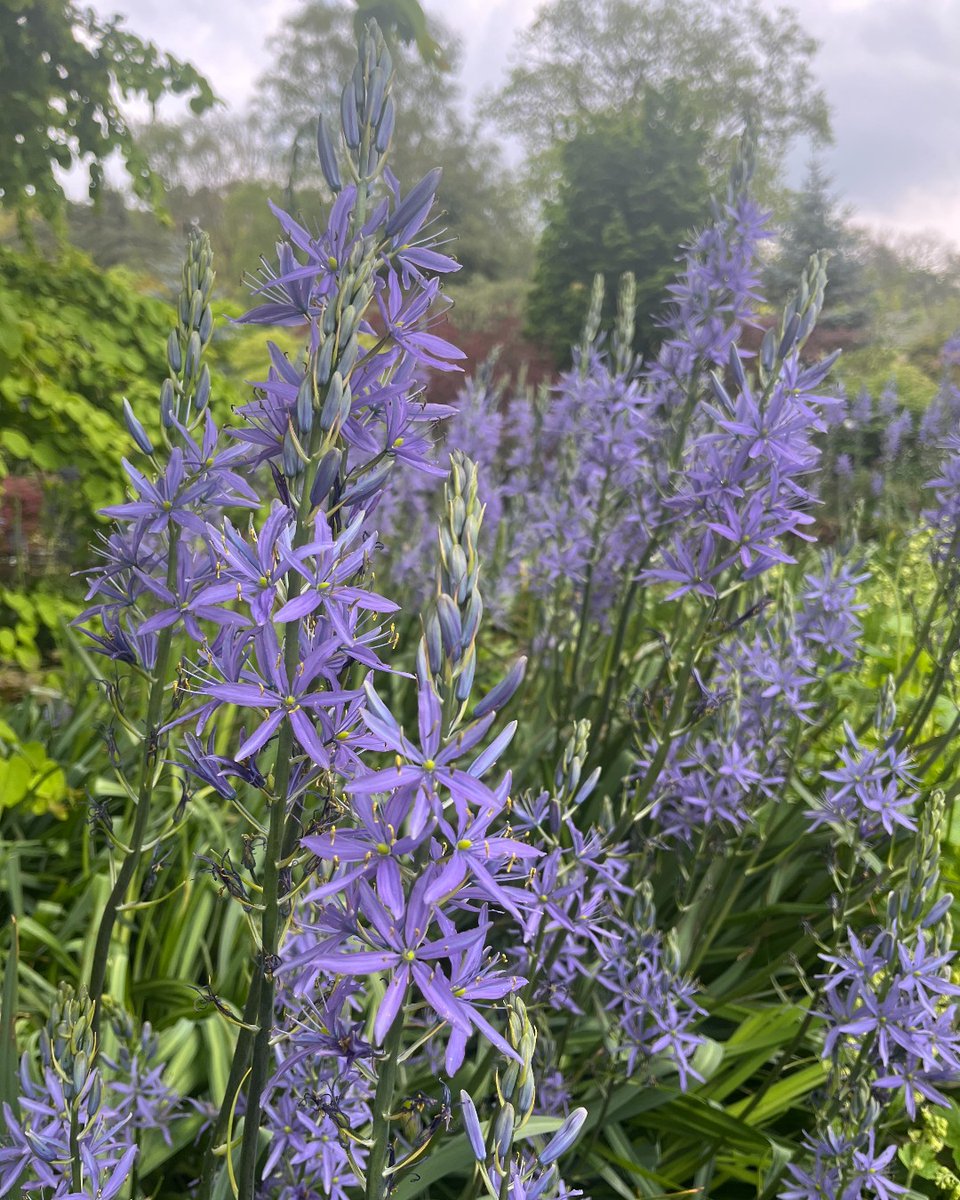 We have some lovely displays of Camassia in the Sandstone Rock Garden and Main Borders. Camassias with their tall spires of usually vivid blue flowers make a brilliant and bold display in any garden. 

#RHSHarlowCarr #HarlowCarr #Camassia #SpringGardenDays #Spring
