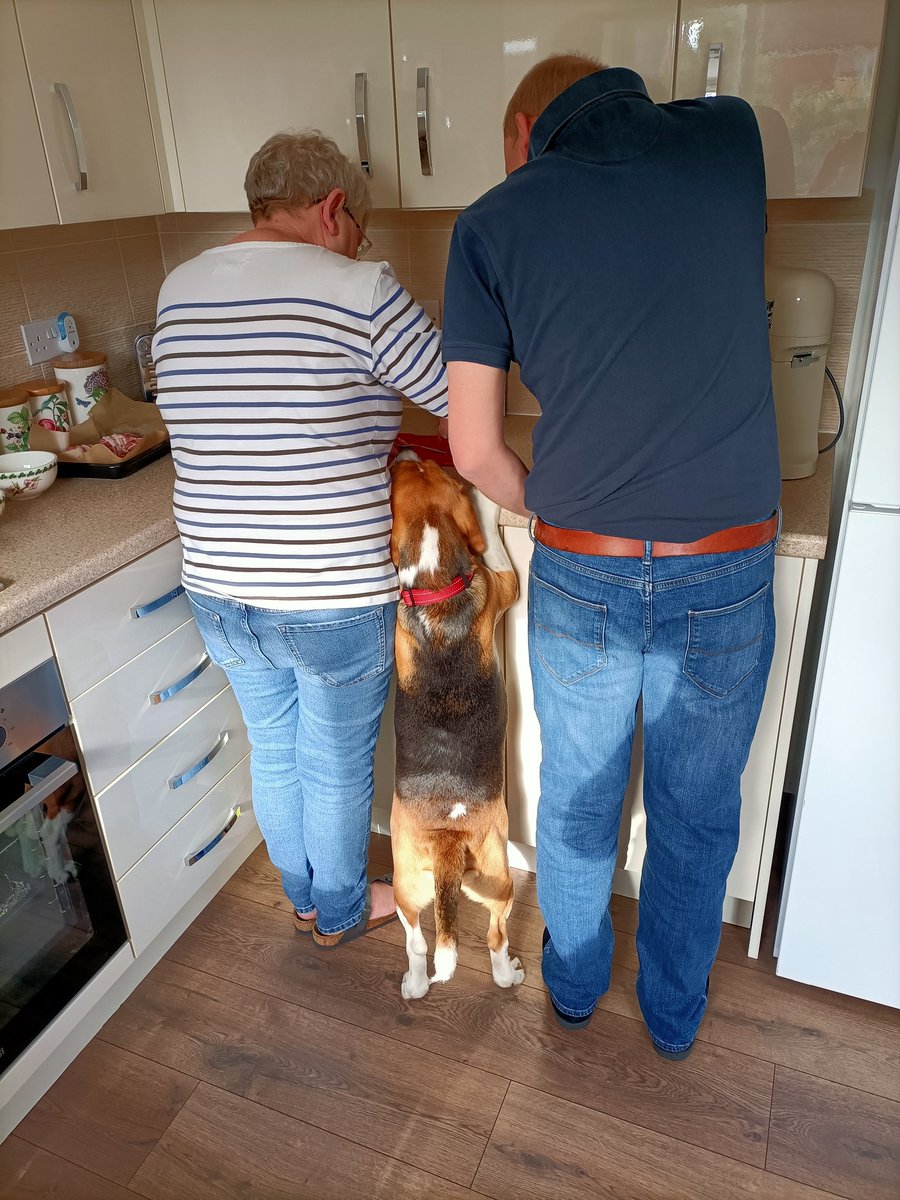 Cybercat68's tweet photo. Too many cooks or what? #ToMe #dinner #Chicken #BeaglePower https://t.co/QBKCh3exhZ