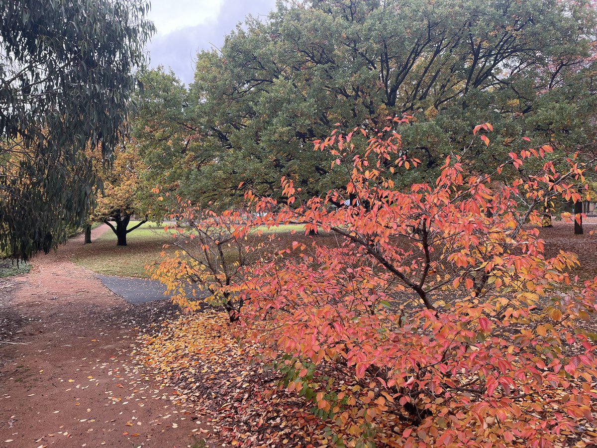 Autumn colours 🍂🍁