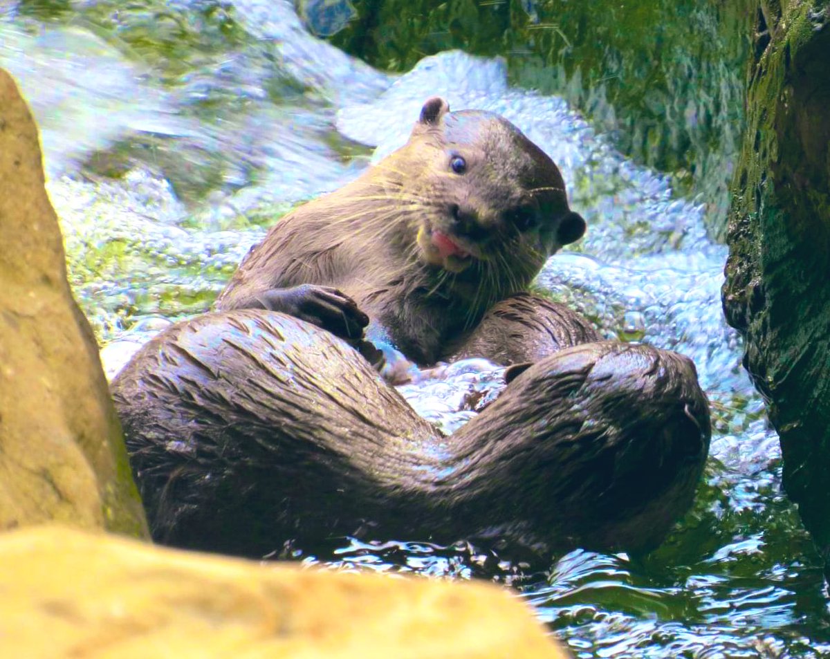 In Celtic folklore the otter is friendly and helpful, and is sometimes called the ‘water dog’. 

In some tales they even collect fish and firewood for humans in need. 

 #FolkloreSunday  #animals #otters