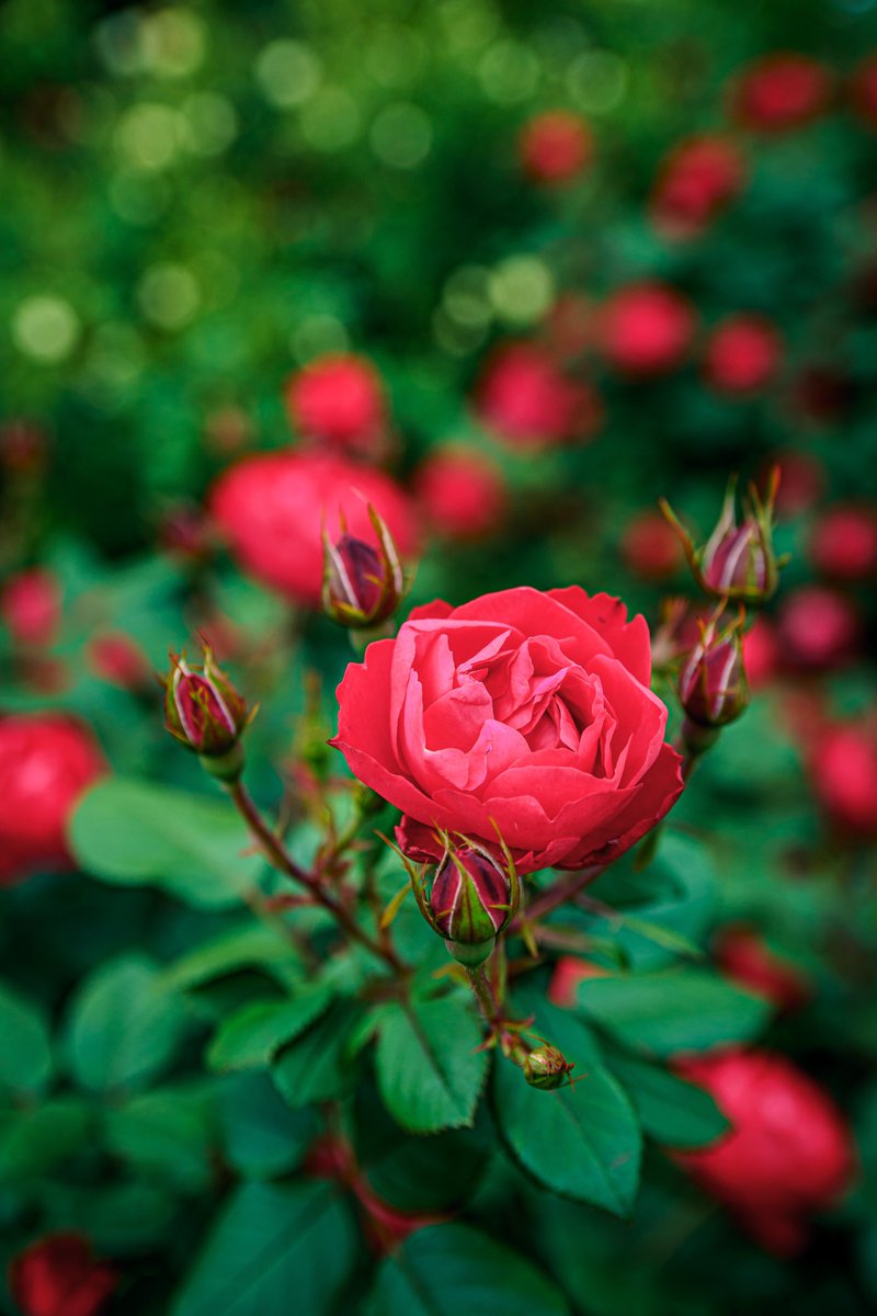 Splash Rose 🥀𓈒𓏸

#roses
#photography