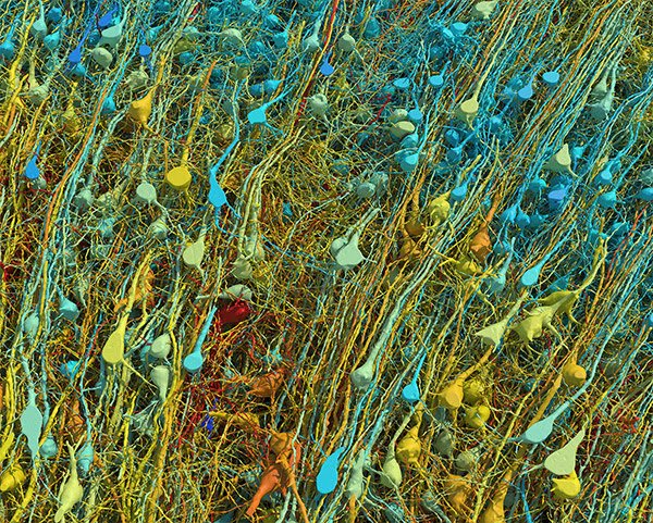 We know, brain is made up primarily of billions of small cells called neurons. There have been attempts to picture them realistically. This is an electron-microscope image of a tiny part of brain showing neurons and related stuff, released recently by a Harvard Univ lab. #science