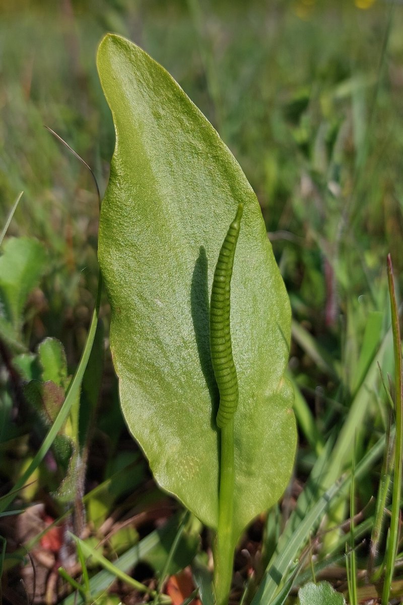If you look really closely, the sharper-eyed amongst you may just be able to discern a couple of Adder's-tongue (Ophioglossum vulgatum). South-east Somerset 11.05.24.