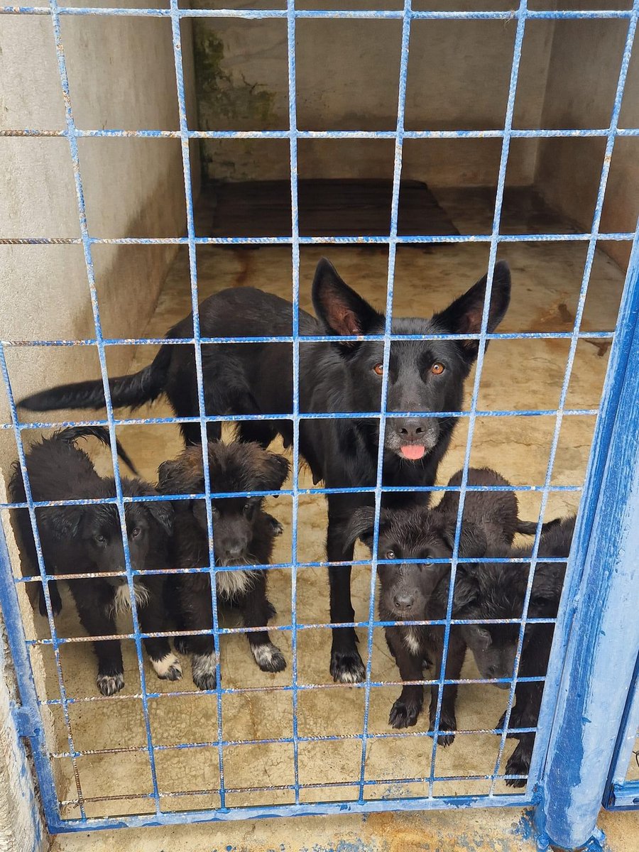 Questa mammina si trova con i suoi cuccioli in questi canili di giù della Calabria ogni tanto vanno le volontarie ma non hanno scampo se qualcuno non lo aiuta .ci sono tanti cani e sono neri, aiutiamoli Dina 3477262355