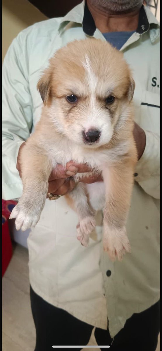#Delhi 45-day-old adorable puppies need loving homes! bit.ly/3y3rFcY They are in foster care till June 1st and need loving forever homes. #AdoptDontShop See them in New Moti Bagh, 📞9810165517 RT!