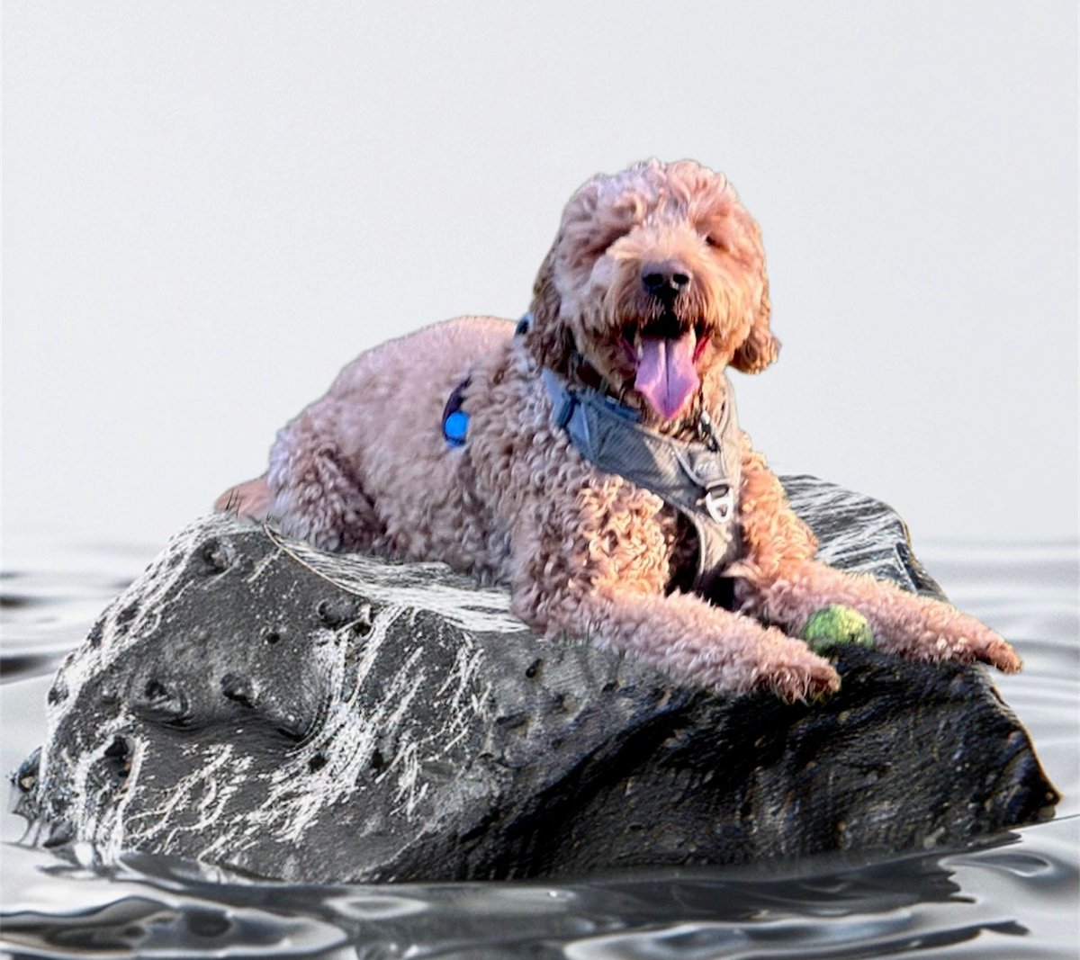 Chicodedoedel tweet media