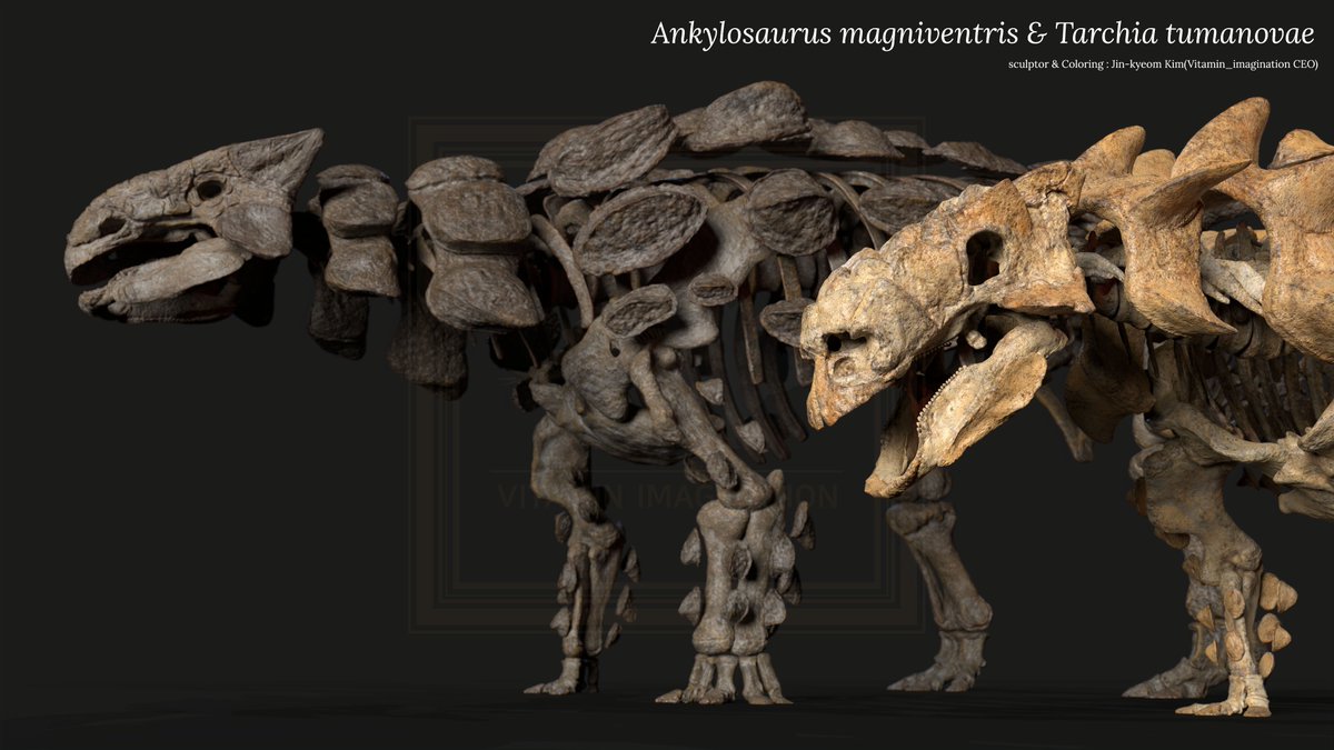 북미 갑옷공룡과 아시아의 갑옷공룡 

#skeleton #Ankylosaurus #trex #Ankylosauria #Tarchia