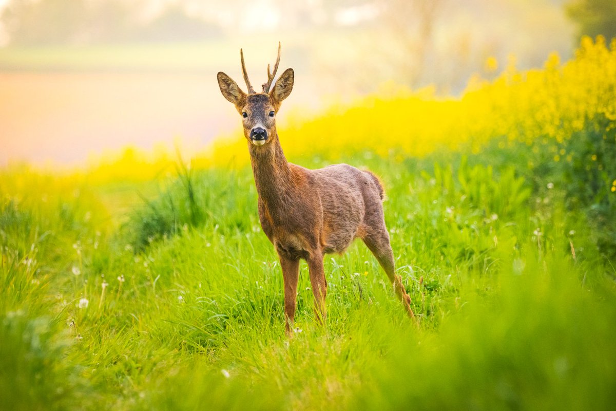 I spent yesterday evening sat in a damp patch of grass waiting for a hare to come down this field edge. Instead, this roe buck came out of the oilseed rape and stood, trying to make out what the khaki lump on the path was!

#omdigitalsolutions #om1 #roedeer #englishspring