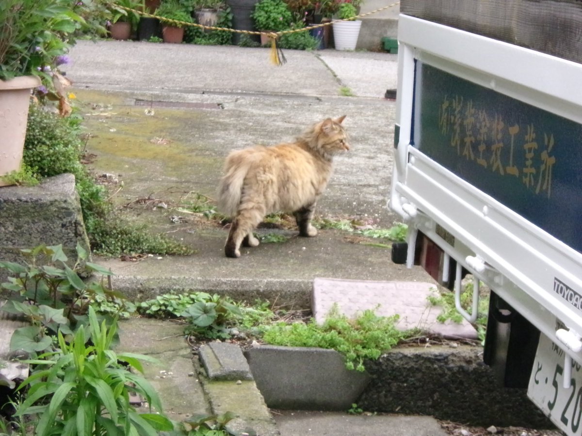 refrain_06's tweet photo. 三浦・城ヶ島snap
城ヶ島は至る所に🐈がいて癒しの島 https://t.co/TIichBqaJh