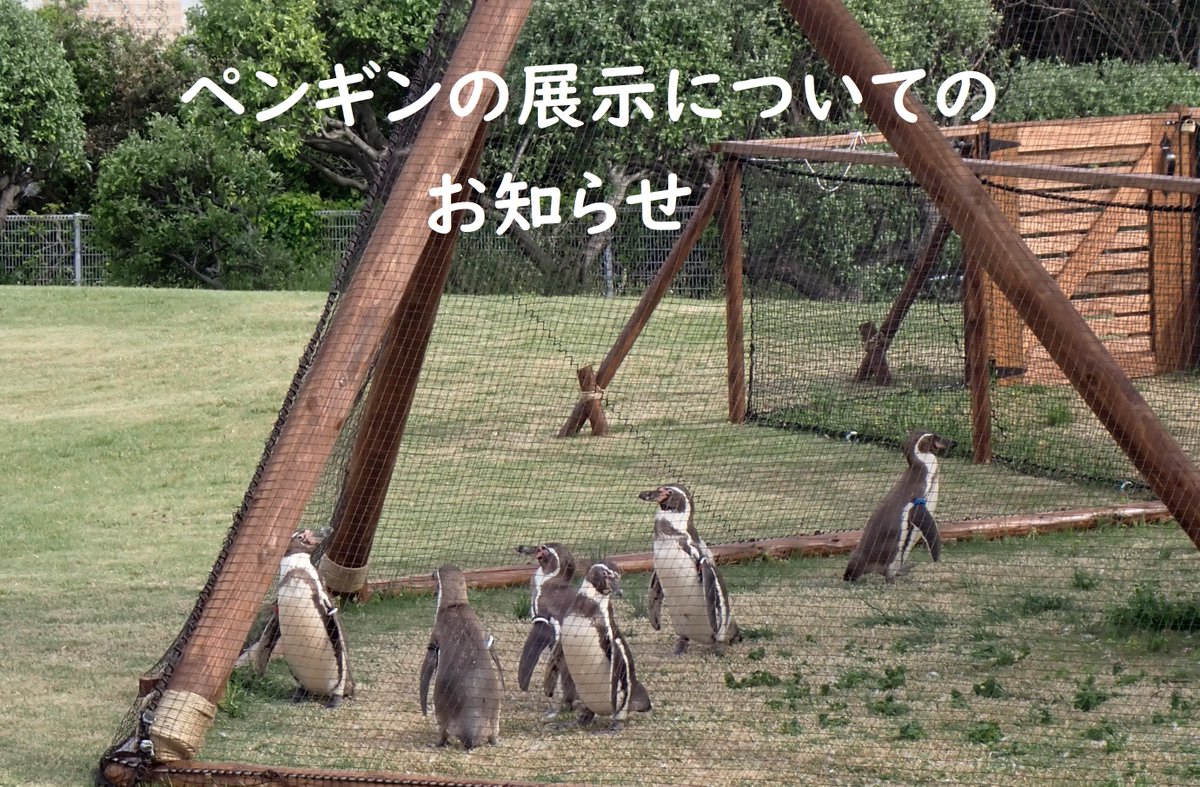 お知らせ】 現在、「ペンギンの生態」展示場は、補修工事のため閉鎖し