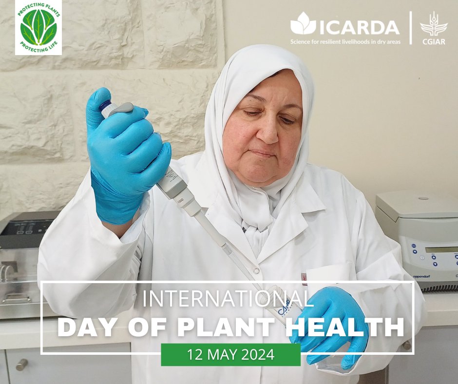 🌱Happy #PlantHealthDay! 🌱 This year's theme is 'Plant health, safe trade, and digital technology.' ICARDA's Seed Health Lab plays a vital role in preventing the spread of pests & pathogens, safeguarding our food supply! Learn More⬇️ icarda.org/media/blog/saf… #PlantHealth