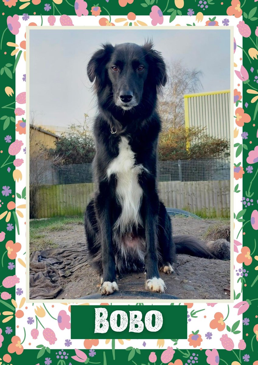 Bobo would like you to retweet him so the people who are searching for their perfect match might just find him 💚🙏 oakwooddogrescue.co.uk/meetthedogs.ht… 
#teamzay #dogsoftwitter #rescue #rehomehour #adoptdontshop #k9hour #rescuedog #adoptable #dog