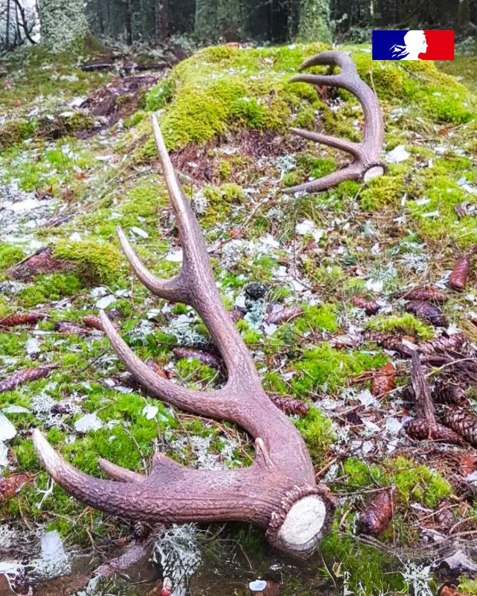 🦌 En sortie d’hiver, le cerf perd ses bois en #forêt : on dit qu’il « jette sa tête », on l’appelle alors cerf mulet. Ce phénomène est indolore : les bois du #cerf cessent d’être irrigués, sèchent et finissent par tomber sous leur poids ! Ils repoussent au printemps 💚.