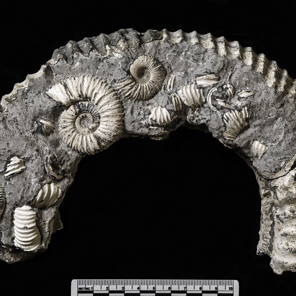 Guess the fossil! This week, we are giving you this specimen. Let us know what creature you think it is from and any facts you may know about it. *All specimens photographed for this series are on display in our museum. #fossils #museum #guessthefossil
