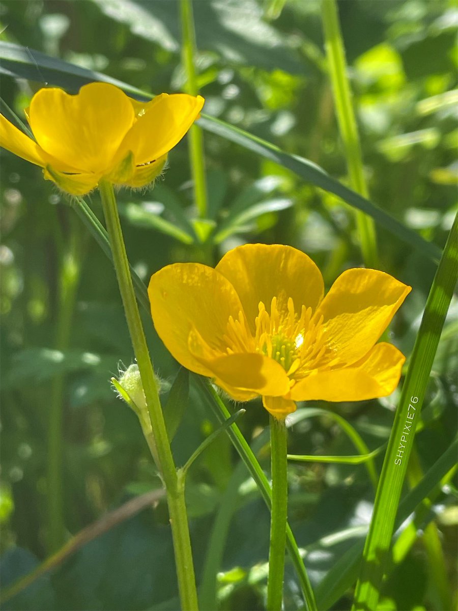 Good morning ☕️🌼🍃 
It’s a beautiful sunny day here, I hope you all get some sunshine wherever you are. 
#SundayYellow #Wildflowers 
#Springtime #Buttercups