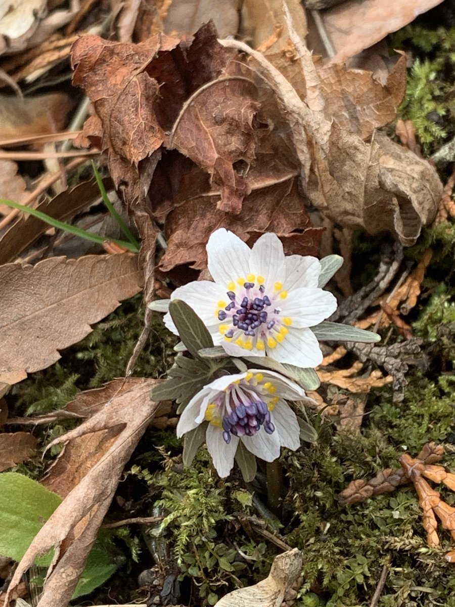 セツブンソウ　キンポウゲ科
花から種子まで！

セツブンソウの
　花を見たのが3/28
　果実を見たのが4/13
　果実が開き種子を見たのが5/11
熟した果実が開き　種子を見ることができた

カタクリの果実も３つに分かれ　種子は蟻等に運ばれるが〜
茶色に熟したこの種子は　どんな旅立ちをするのかな？