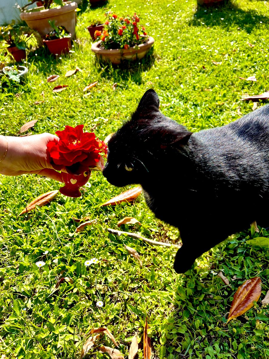 Mamma Per la tua festa Ti ho portato Un fiore 🐈‍⬛🌷🌺🍃💞