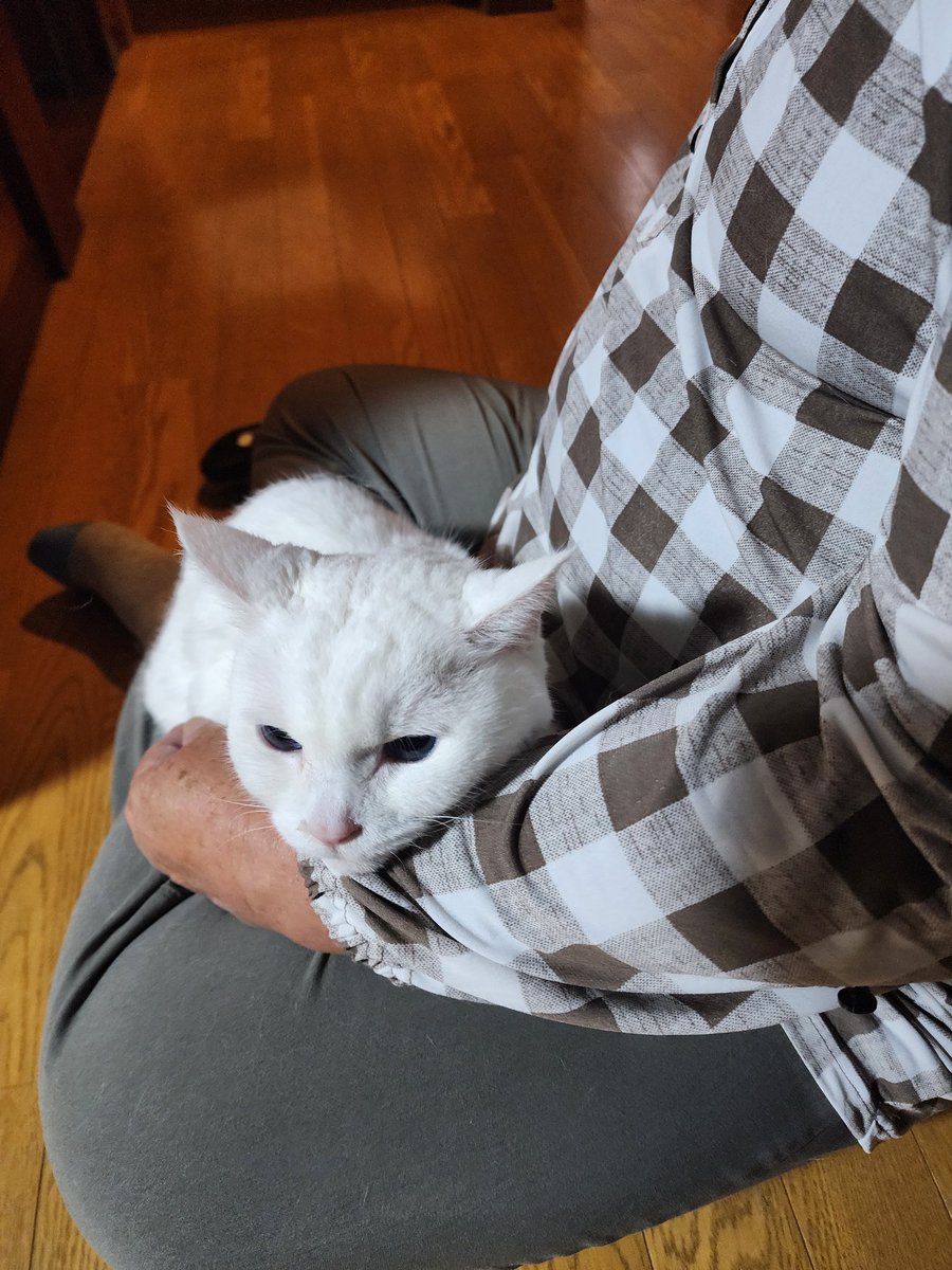 白猫を保護しました。16時00分頃場所は明石同仁病院周辺です。
爪も切っておりとてもきれいな猫ちゃんで人慣れしています。
雨が降ってたのでドライヤーをするためにスカーフ外しています。
心当たりがある方はDMください。
#猫探し　#明石市魚住町清水　#拡散希望