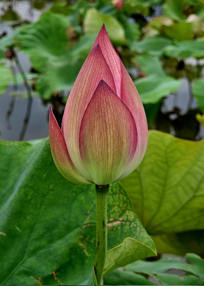 from the cold rains and
the muddy fields of a life
a lotus rises
#haiku #haikuchallenge