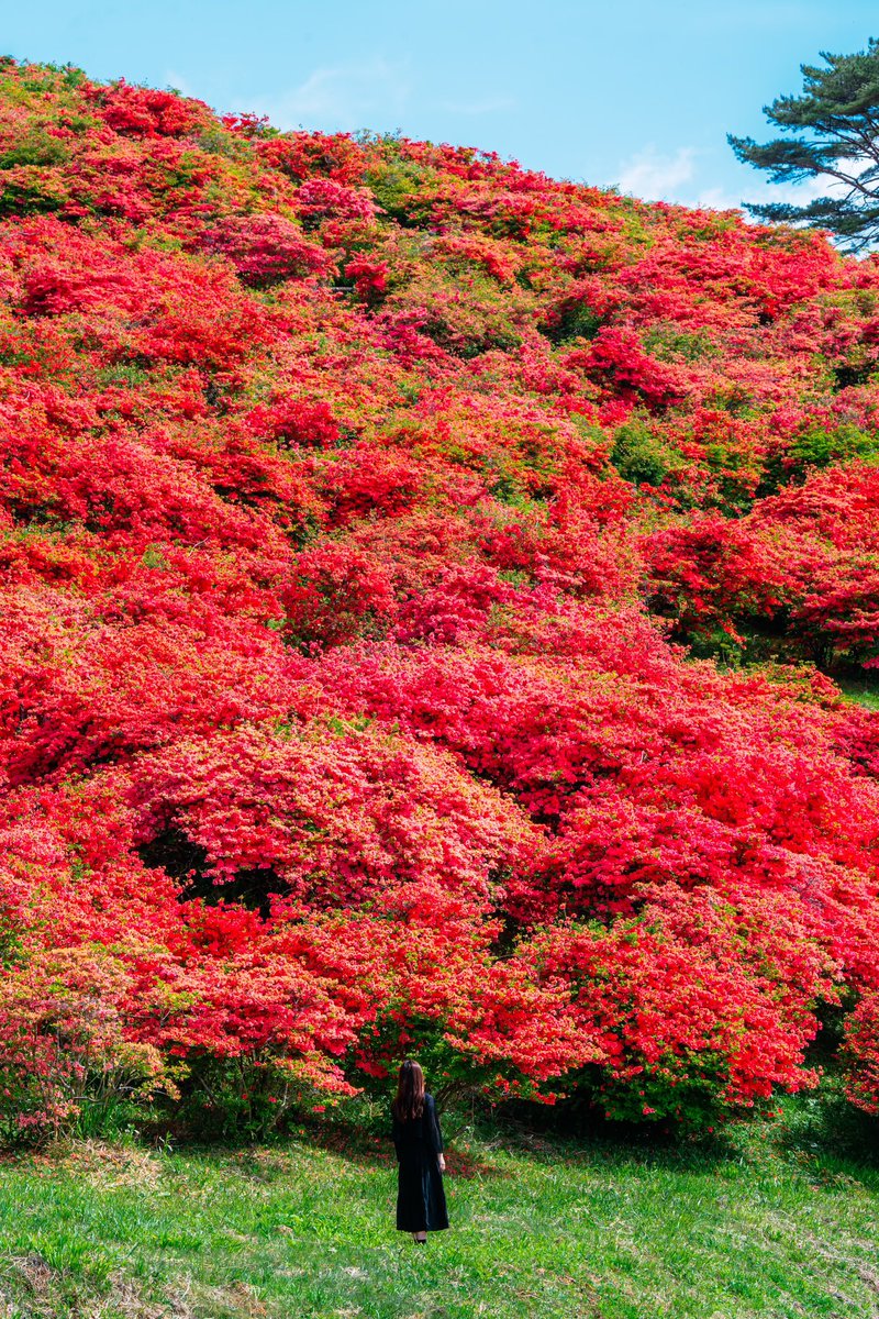 宮城のツツジの花が最盛期を迎えました