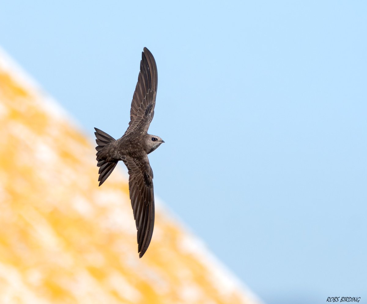 Pallid swift (Apus pallidus) @ Gibraltar Nature Reserve #WorldMigratoryBirdDay #Gibraltar #BirdsSeenIn2024 @gonhsgib @infoGibraltar @GibraltarBirds @_BTO @Natures_Voice @BirdGuides @BirdLifeEurope @GibReserve @GibraltarMuseum