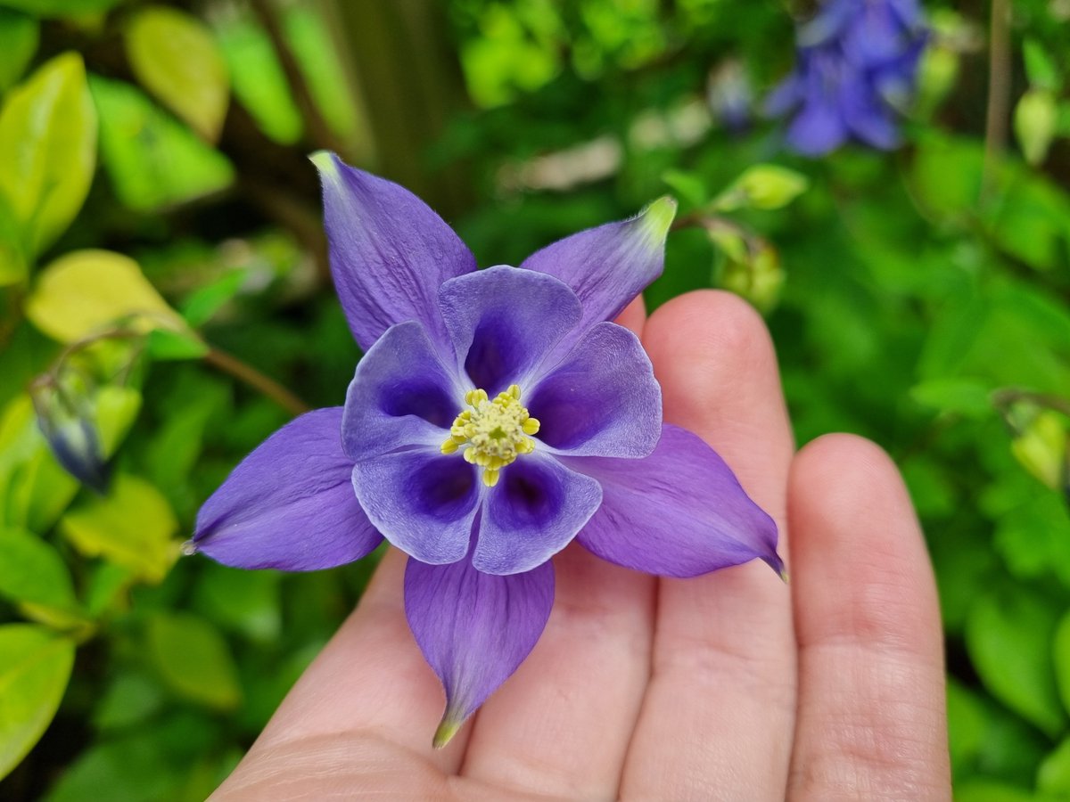 Another great day for gardening today! 💜💚 #GardeningTwitter