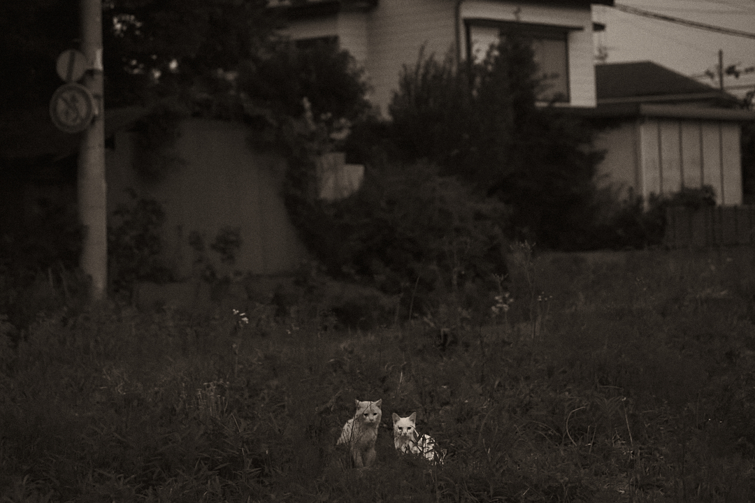 2016,05,22
Two cats at dusk.
#photography #blackandwhitephotography
