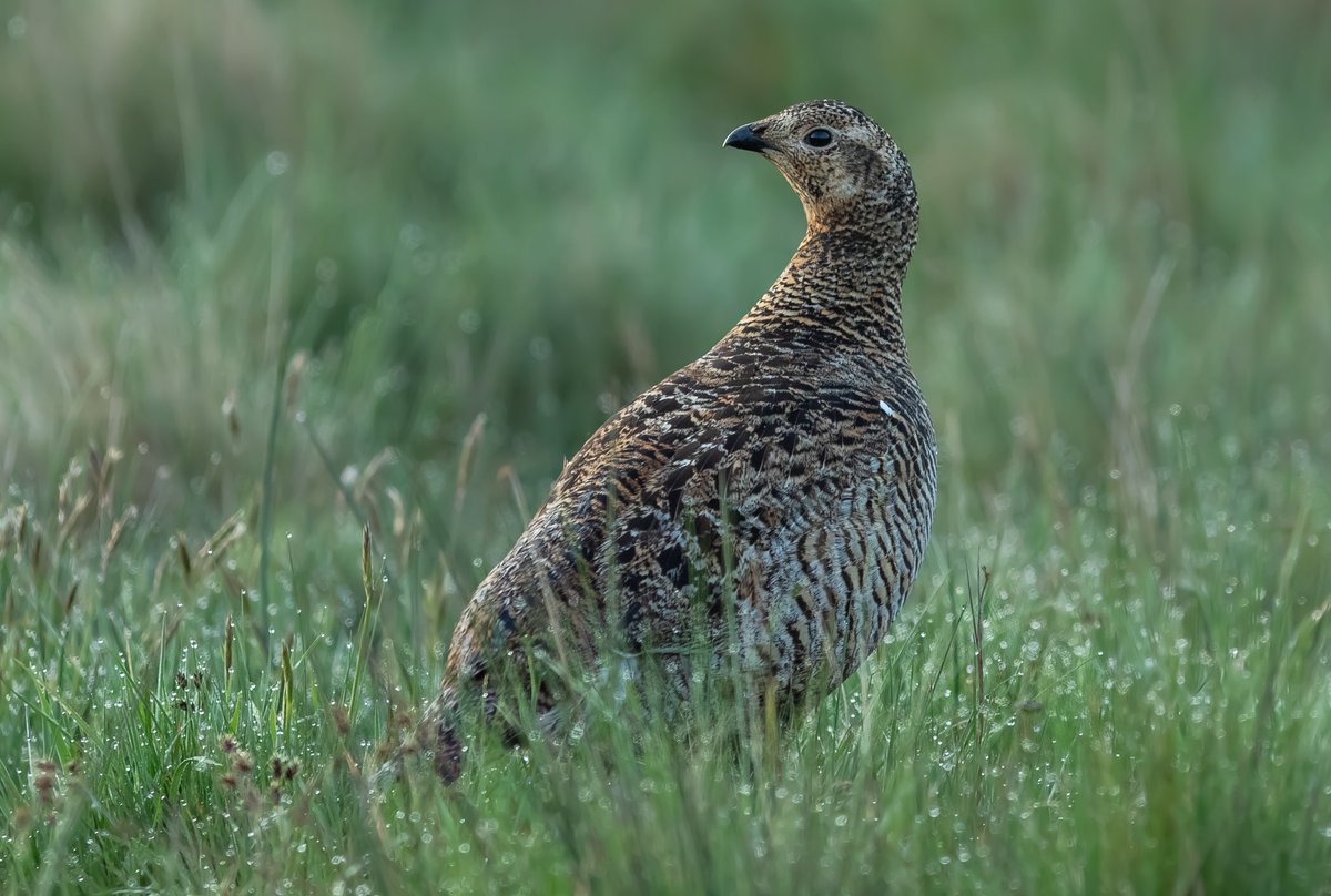 Female Black Grouse before sunrise in the North Pennines.