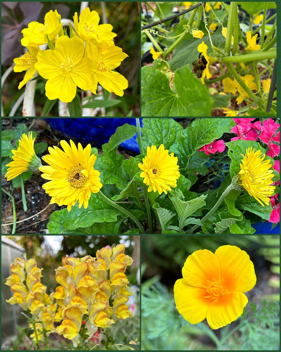 #SundayYellow this week is evening #primrose, tons of #cucumber flowers, #gerbera daisies, California #poppies and #snapdragons. Lots of sunny flowers 💛🌞 #Flowers #Gardening #Plants #FlowerPhotography #GYO #SundayFunday #YellowFlowers