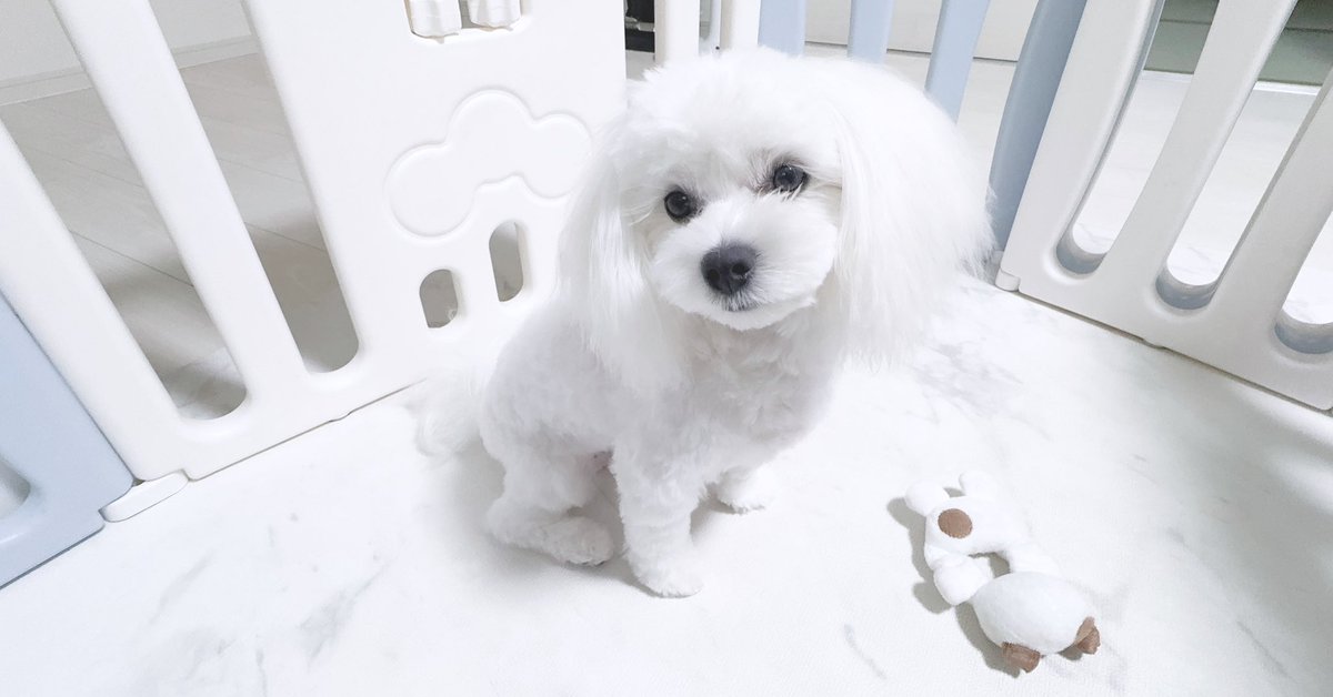 文太散髪✄

 #マルチーズ