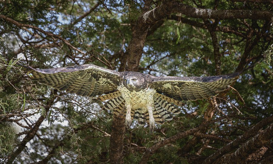 Marshall Eagle Tanzania Africa! buff.ly/4awqm4e #eagle #marshalleagle #tanzania #africa #safari #trees #flying #Wings @joancarroll #giftideas